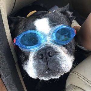 Meet your Posher, Ashy